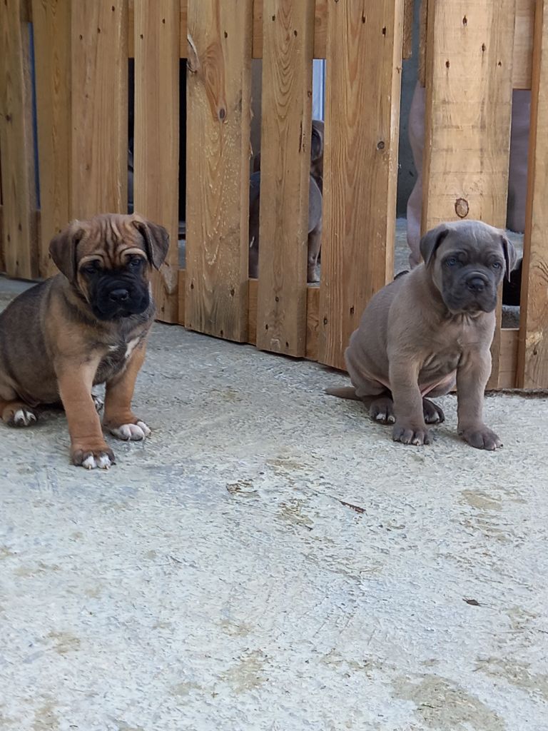 Nicolas Julé - Cane Corso - Portée née le 02/09/2021